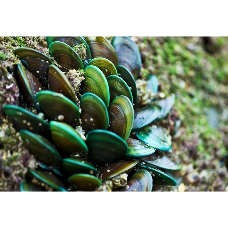 Moule verte de Nouvelle Zélande