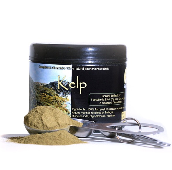 Marine Algae - Kelp